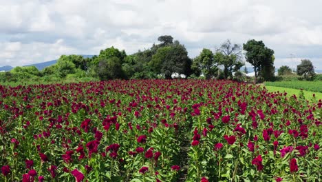 Flores-Del-Dia-De-Muertos-En-Patzcuaro-Michoacan