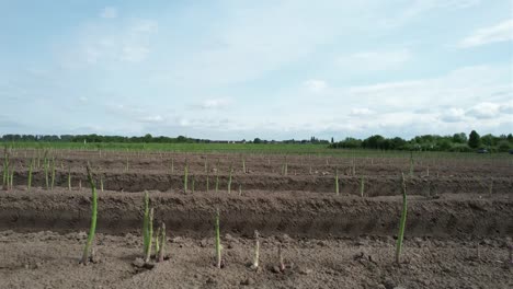 Fly-By-Drone-Shot-of-a-field-of-Asparagus-in-Germany