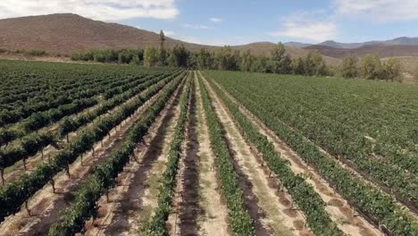 Vista-Aérea-Con-Drone-De-La-Fertilización-Mecánica-Del-Cultivo-De-Uva,-Parras-De-La-Fuente,-Coahuila,-México