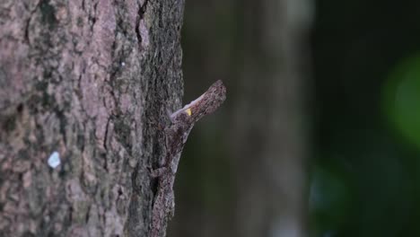 Die-Kamera-Zoomt-Heraus,-Während-Dieses-Individuum-Nach-Oben-Schaut,-Während-Sich-Der-Baum-Mit-Dem-Wind-Bewegt,-Gefleckter-Fliegender-Drache-Draco-Maculatus,-Thailand