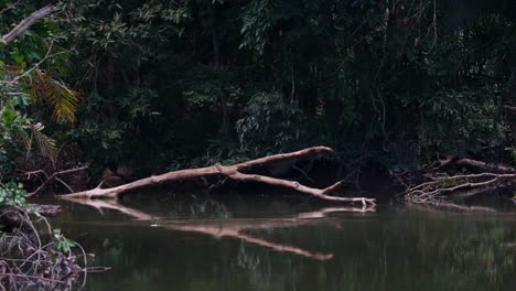Hojas-Secas-Caídas-Que-Se-Mueven-Con-La-Corriente-En-Un-Arroyo-En-El-Bosque-Que-Muestra-Este-Hermoso-Paisaje-De-Cuerpo-De-Agua,-Paisaje-Fluvial-Del-Parque-Nacional-Khao-Yai,-Tailandia