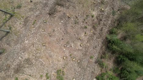 A-gentle-rise-drone-shot-of-a-forest-dieback-nearby-Cologne,-Germany