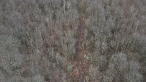 A-strafe-drone-shot-of-a-forest-aisle-in-Cologne,-Germany