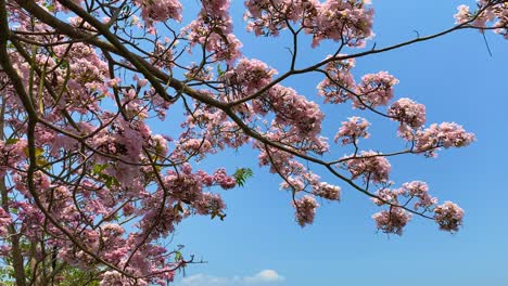 Rosa-Tabebuya-Blumen-Auf-Den-Bäumen-Mit-Blauem-Himmel-Im-Hintergrund,-Der-Sich-In-Zeitlupe-Im-Wind-Wiegt