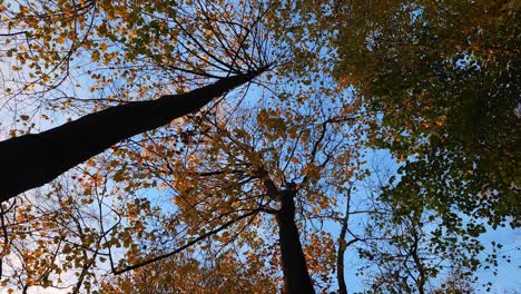 Blick-Auf-Die-Herbstbäume-Von-Unten-Nach-Oben
