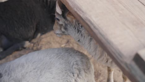 Closeup-portrait-of-cute-goat-in-stable-hiding-under-wooden-platform,-slowmo