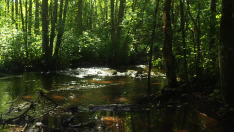 River-in-a-forest,-deep-in-the-rain-forest,-sun-is-shining-the-surface-of-the-water