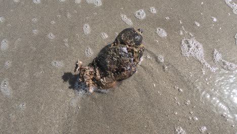 Die-Seekartoffel,-Ein-Charakteristischer-Meeresorganismus,-Der-In-Küstennähe-Vorkommt-Und-Für-Den-Fang-Von-Sargo-Und-Anderen-Arten-Geschätzt-Wird