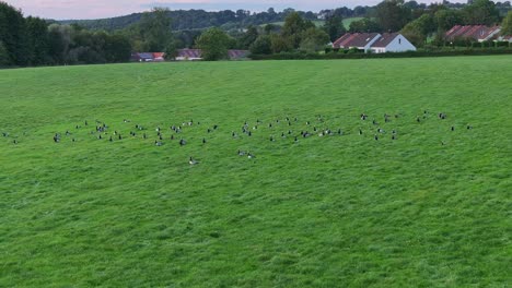Wild-birds-flocking-together-staying-safe-from-potential-predators,-aerial