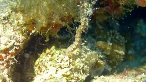 Increíble-Nudibranquio-Completamente-Camuflado-Con-El-Arrecife-De-Coral,-Colgado-De-Un-Alga