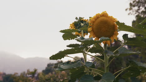 Statische-Breite-Einer-Großen-Sonnenblume-In-Einem-Hausgarten
