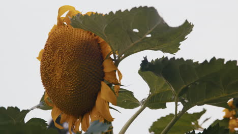 Statische-Nahaufnahme-Einer-Großen-Sonnenblume-In-Einem-Hausgarten