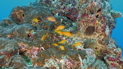 Vibrant-underwater-landscape-of-volcanic-rock-formation-with-colourful-reef-fish