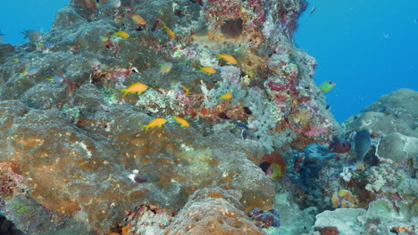 Beautiful-underwater-rock-formation-surrounded-by-colourful-coral-fish