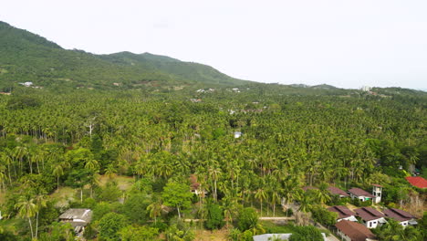 Pueblo-Y-Bosque-Interminable-De-Palmeras-En-Tailandia,-Vista-Aérea-Ascendente