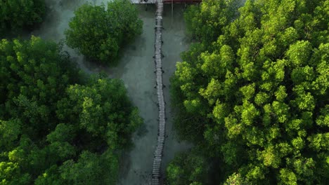 Top-down-view-of-wooden-pathway-to-boat-dock-among-mangrove-forest-near-ocean