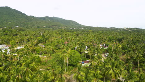 Pueblos-Rurales-Cubiertos-De-Densos-Bosques-De-Palmeras-En-Tailandia,-Vista-Aérea