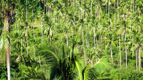 Aerial-close-up-of-palm-tree-jungle-in-koh-samui-Thailand-south-east-Asia