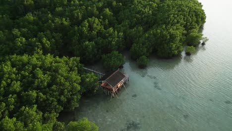 Aerial-view-of-bright-green-mangrove-forest-and-wooden-cabin-during-sunset