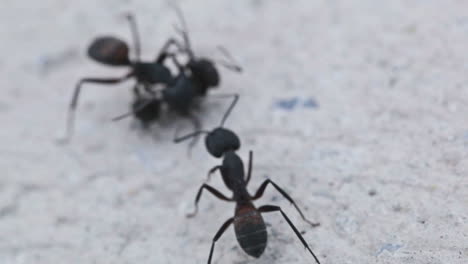 Ants'-communication-while-fighting-Clip-2