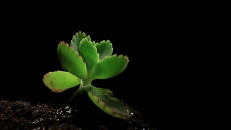 Green-sprout-growing-from-soil-on-black-background