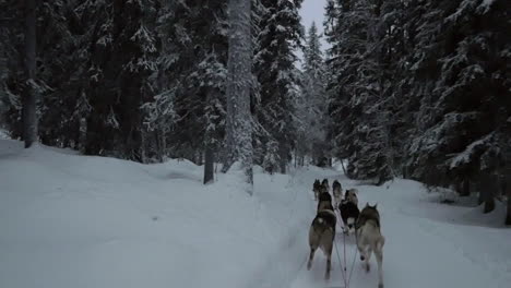 Fahrt-Mit-Dem-Hundeschlitten-Im-Winterwald