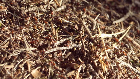 Makroaufnahme-Des-Ameisenlebens