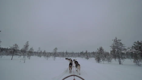 Dogsled-running-in-snowy-wood
