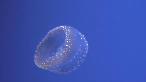 White-spotted-jellyfish-underwater