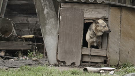 Hund-Guckt-Aus-Der-Hundehütte