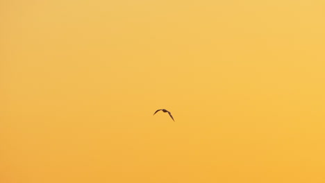 Möwe-Fliegt-Bei-Sonnenuntergang-Gegen-Den-Himmel