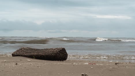 Wavy-sea-and-a-log-covered-with-water-weed-on-the-shore