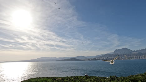 Large-seagulls-soar-in-the-sky