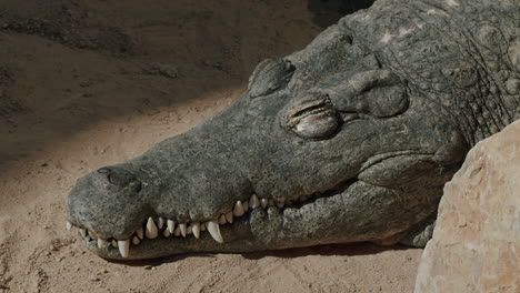 Nile-crocodile-close-up