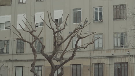 Palomas-En-Un-árbol-Desnudo-Cerca-De-La-Casa