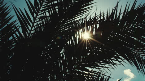 Sonne-Spielt-In-Palmblättern