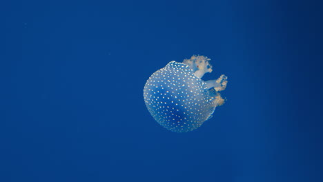 Close-up-of-white-spotted-jellyfish