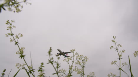 Passenger-airplane-is-landing-flying-over-the-flowers