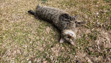 Grey-cat-enjoying-summer-grass
