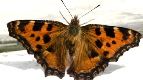Schmetterling-Auf-Der-Fensterbank