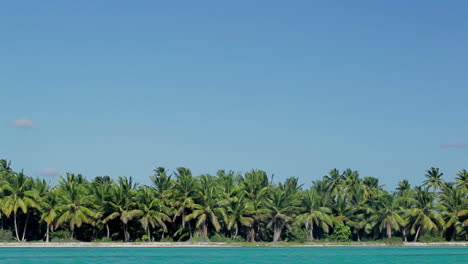 Tropische-Szene-Mit-Riesigen-Palmen-Und-Blauem-Meer