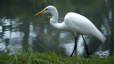 Great-Egret-standing-in-the-water-and-eating