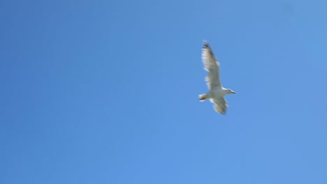 Weiße-Möwe-Am-Blauen-Himmel