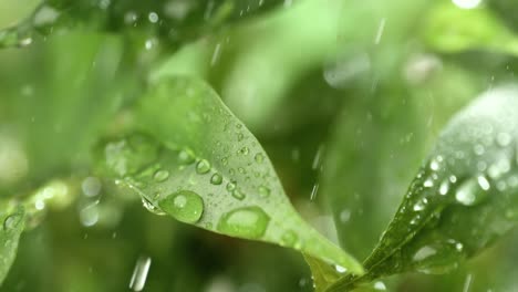 Close-up-of-raindrops-in-super-slow-motion.-Rain-drips-on-the-green-leaves-of-the-plant.