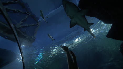 Woman-with-touch-pad-shooting-shark-in-oceanarium
