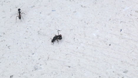 Ants'-fighting-Clip-1