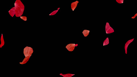 Rosafarbene-Blütenblätter-Schweben