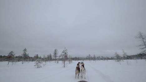 Winterfahrt-Im-Wald-Mit-Hundeschlitten