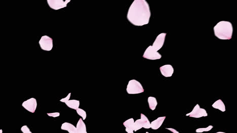 Pink-Petals-Floating