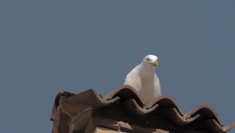 Seagull-squawking-on-an-Italian-tiled-rooftop
